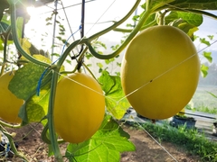 Cucumis melo inodorus