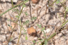 Dalea phleoides