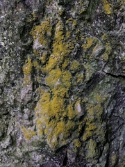 Leproplaca xantholyta