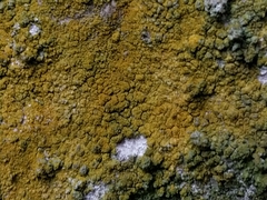 Leproplaca xantholyta