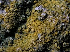 Leproplaca xantholyta