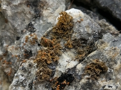 Xanthaptychia contortuplicata