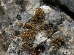 Xanthaptychia contortuplicata