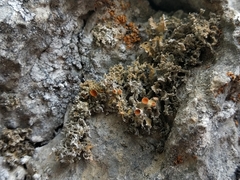 Xanthaptychia contortuplicata