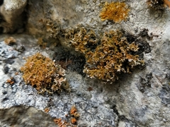 Xanthaptychia contortuplicata