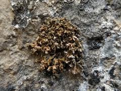 Xanthaptychia contortuplicata