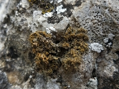 Xanthaptychia contortuplicata