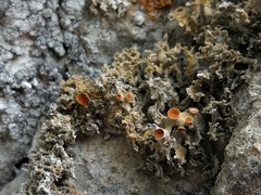 Xanthaptychia contortuplicata