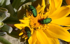 Melyris viridis