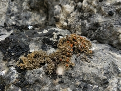 Xanthaptychia contortuplicata