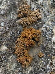 Xanthaptychia contortuplicata