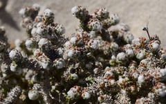 Pharnaceum microphyllum