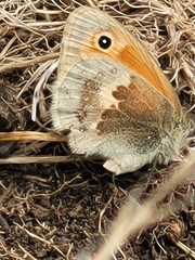 Coenonympha pamphilus
