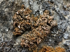 Xanthaptychia contortuplicata