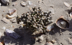 Pharnaceum microphyllum