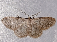 Idaea cervantaria