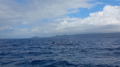 Balaenoptera borealis