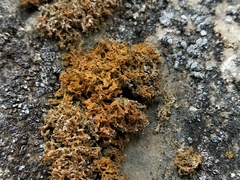 Xanthaptychia contortuplicata