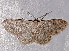 Idaea cervantaria