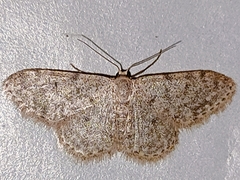 Idaea cervantaria