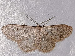 Idaea cervantaria