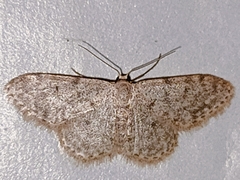 Idaea cervantaria