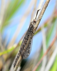 Brachynemurus nebulosus