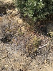 Cordylanthus rigidus rigidus