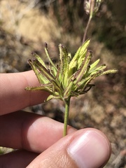 Cordylanthus rigidus rigidus