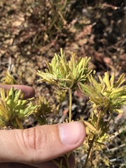 Cordylanthus rigidus rigidus