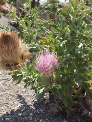 Cirsium ochrocentrum ochrocentrum