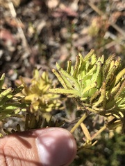 Cordylanthus rigidus rigidus