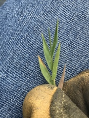 Urochloa ciliatissima