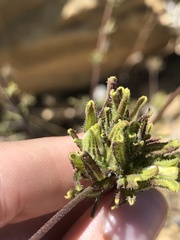 Cordylanthus rigidus rigidus