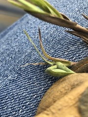Urochloa ciliatissima