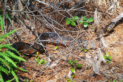 Nerodia sipedon sipedon