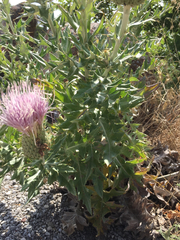 Cirsium ochrocentrum ochrocentrum