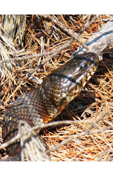 Nerodia sipedon sipedon