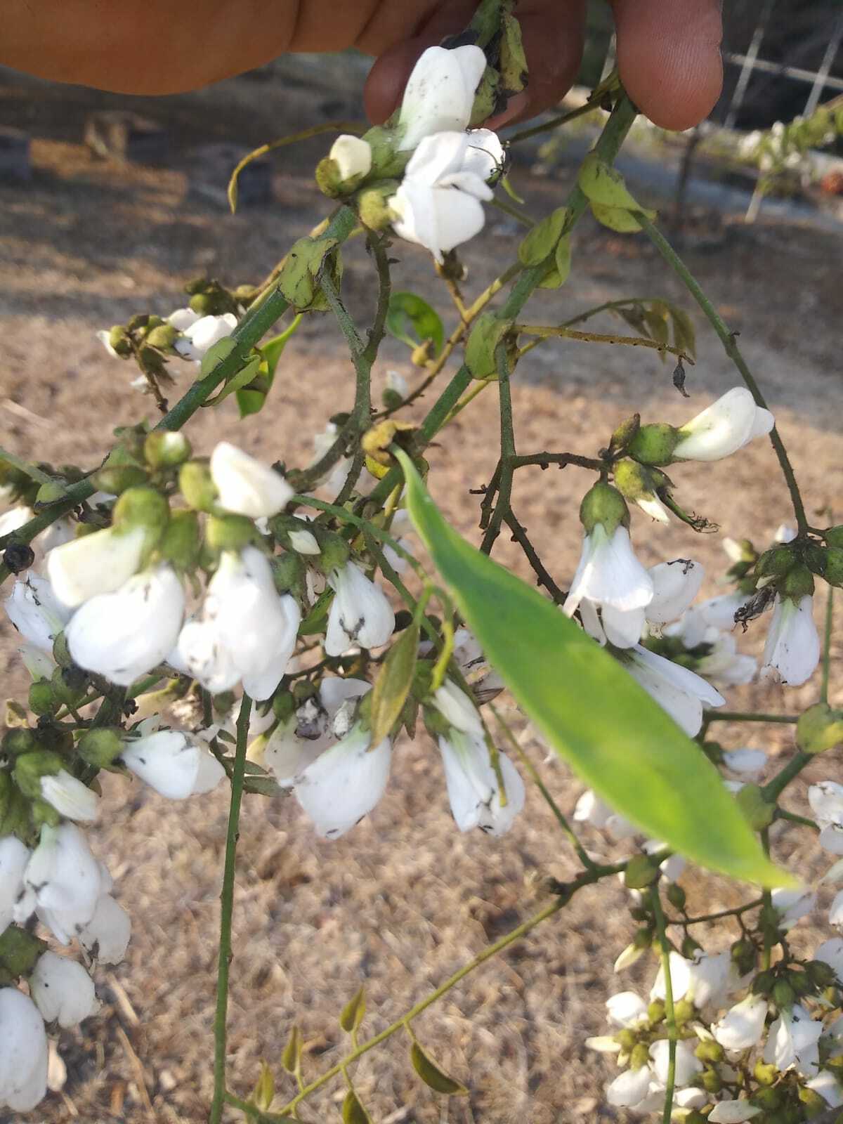 Dalbergia granadillo