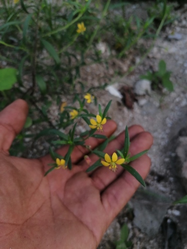 Cleome hemsleyana (Cleome hemsleyana)
