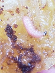 Grapholita funebrana