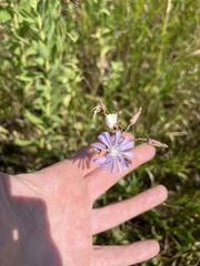 Lactuca pulchella