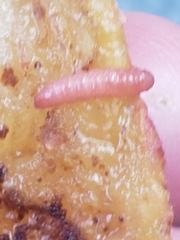 Grapholita funebrana