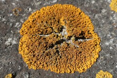Xanthoria calcicola