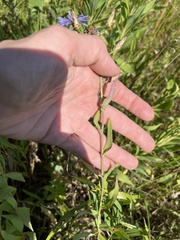Lactuca pulchella
