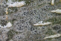 Pseudoschismatomma rufescens