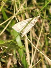 Udea lutealis