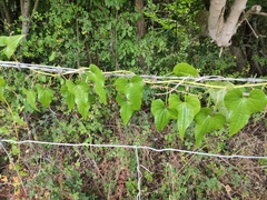 Dioscorea communis