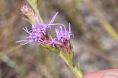 Liatris tenuis