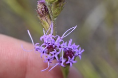 Liatris tenuis